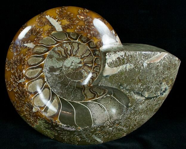 Wide Polished Ammonite Dish #7011